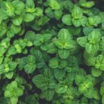 Creative Sidewalk Gardening Ideas: Enhance streetscapes with vibrant planters, hanging flowers, and decorative borders