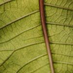 Creative and Innovative VERTICAL GARDENING IDEAS for Small Spaces and Urban Living