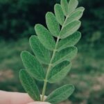 Gardening Club Ideas for Winter: Indoor Plant Care, Seasonal Vegetable Planning, and Winter Garden Projects