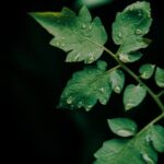 Border Ideas for Gardens Creative Border Ideas for Gardens: Unique ways to outline and define your garden space