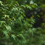 Father'S Day Gift Ideas for the Gardener Fathers Day Gifts for Gardening Dads: Top 10 Unique Gift Ideas