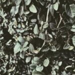 Bucket Gardening Ideas Become a green thumb with these creative bucket gardening ideas for your home or balcony