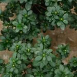 Plant Combination Ideas for Container Gardens Full Sun - Smart plant combinations for full sun container gardens: PLANT COMBINATION IDEAS FOR CONTAINER GARDENS FULL SUN