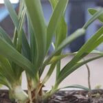 Gardening Business Cards Ideas Gardening Business Cards Ideas: Creative designs, contact info, and vibrant images for your gardening business branding