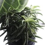 Gardens With Hedges Ideas Lush garden with hedges: Inspiration and design ideas for beautiful outdoor spaces