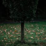 Garden design ideas for small gardens: beautiful photos showcasing creative landscaping and space-saving solutions