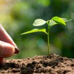 Christmas gift ideas for gardeners: tools, seeds, plants, and outdoor decor to enhance their green space