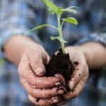 Plant Ideas for Small Gardens Creative plant ideas for small gardens - maximizing space with the right plants