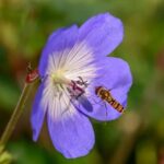 Ideas for Herb Gardens Vibrant and diverse ideas for herb gardens