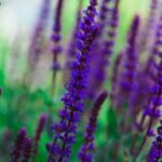 Vegetable Gardening in Pots Ideas Creative Vegetable Gardening in Pots Ideas: Space-friendly gardening tips for urban dwellers