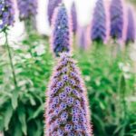 Ideas for Gardens Instead of Grass Transform Your Yard: Creative Ideas for Gardens Instead of Grass