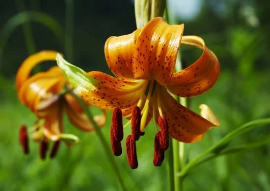 Affordable container gardening tips: maximizing space for CHEAP IDEAS FOR CONTAINER GARDENING with creative plant arrangements