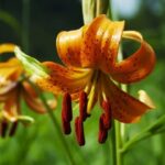 Mother'S Day Gift Ideas Gardening Mother's Day gift ideas: Gardening tools, plants, and outdoor decor for the green-thumbed mom