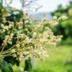 Maximizing Gardening Privacy: 10 Creative Ideas for Landscaping