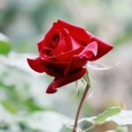 Discover unique gardening tools and planters for Easter baskets in our curated collection