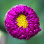 Front Gardening Ideas Front garden landscaping with colorful flowers and inviting walkways - Front Gardening Ideas