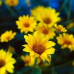 Edging Ideas for Flower Gardens Stunning Flower Garden Edging Ideas: Enhance your garden with creative edging to create a beautiful floral display