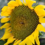 Ideas for Pallet Gardens: Creative Ways to Upcycle Pallets for Beautiful Outdoor Spaces