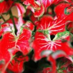 Christmas Gardening Gift Ideas Unique Christmas Gardening Gift Ideas: Perfect presents for green thumbs and plant lovers alike