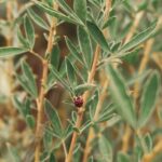 Transform your small garden with these charming country garden ideas for small gardens