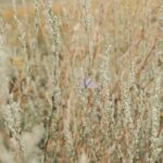 Vertical Vegetable Gardening Ideas: Grow more in less space with creative trellises and hanging planters