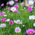 BETTER HOMES AND GARDENS LIVING ROOM IDEAS: Comfortable and stylish designs for your home