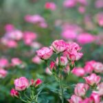 Gardening and Landscaping Ideas Stunning Gardening and Landscaping Ideas: Transform Your Outdoor Space with Expert Tips and Inspiration