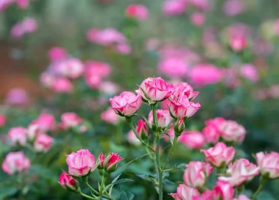 Stunning Gardening and Landscaping Ideas: Transform Your Outdoor Space with Expert Tips and Inspiration