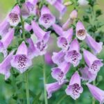 Lush greenery, flowers, and small trees create inviting corner garden ideas for any outdoor space