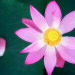 Yard Gardening Ideas Yard Gardening Ideas: Transforming your outdoor space with creative and sustainable gardening techniques