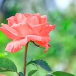 Gift Ideas for Gardening Get inspired with our gift ideas for gardening - perfect for green thumbs and plant lovers