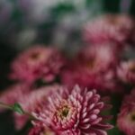 Gardening Ideas on a Budget Affordable gardening inspiration: GARDENING IDEAS ON A BUDGET - tips for budget-friendly outdoor spaces