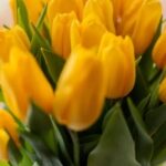 Cool Gardening Ideas COOL GARDENING IDEAS: Unique landscaping designs, sustainable planting tips, and creative DIY projects