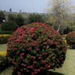 Hosta Gardens Ideas Explore creative landscaping with Hosta Gardens Ideas - stunning foliage, vibrant colors, and easy maintenance