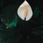 Ideas for Gardens in Small Spaces Ideas for gardens in small spaces: maximizing vertical space with trellises and container gardening