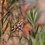 Balcony Gardening Ideas Creative balcony gardening ideas to maximize outdoor space and greenery
