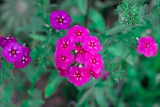 Gardening Presentation Ideas: Creative slides, plant demos, and engaging activities to inspire green thumbs