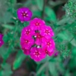 Gardening Gift Ideas for Him Unique gardening tools and accessories for him