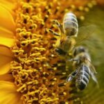 Gardening Fence Ideas Creative DIY gardening fence ideas to elevate your outdoor space