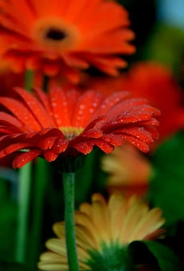 Beautiful gardening tools and accessories for the perfect gift ideas for someone who likes gardening