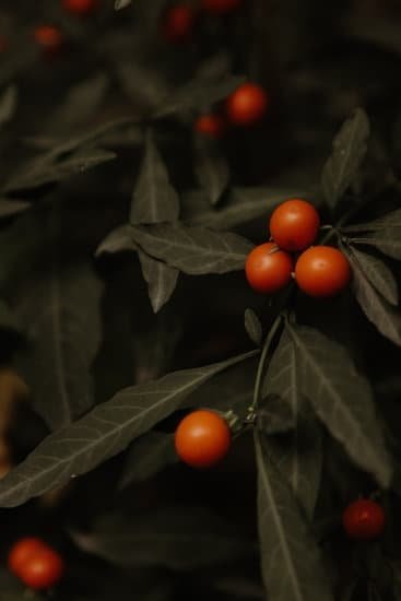 Evergreen Container Gardening Ideas 1 Evergreen container garden ideas featuring low-maintenance plants for year-round beauty