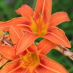 Better Homes and Gardens Planter Ideas Brighten your space with Better Homes and Gardens planter ideas - inspiration for every garden