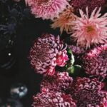 Full Sun Plant Combination Ideas for Container Gardens Vibrant full sun plant combo ideas for container gardens - ideal for sunny spaces