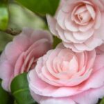 Outdoor Gardening Ideas Outdoor Gardening Ideas: Beautiful landscape designs and DIY projects for your outdoor garden space