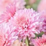 Trellis Gardening Ideas Trellis gardening ideas: vertical gardening, plant support, small space gardening