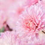 Container Gardens Canna Lily in Pots Ideas Stunning container gardens: Canna lily in pots for an eye-catching, space-saving display.