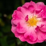 Desert Gardening Ideas - Desert Gardening Ideas: Xeriscaping, succulents, drought-resistant plants, and native landscaping for arid climate landscapes