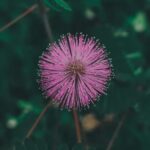 5 Gallon Bucket Gardening Ideas 5 Gallon Bucket Gardening Ideas: Creative Ways to Grow Veggies in Limited Space