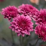 Gardens Ideas for Front Front yard garden designs for inspiration