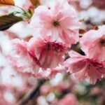 Gardening Raised Bed Ideas: Creative Designs for Small Spaces and Healthy Plants